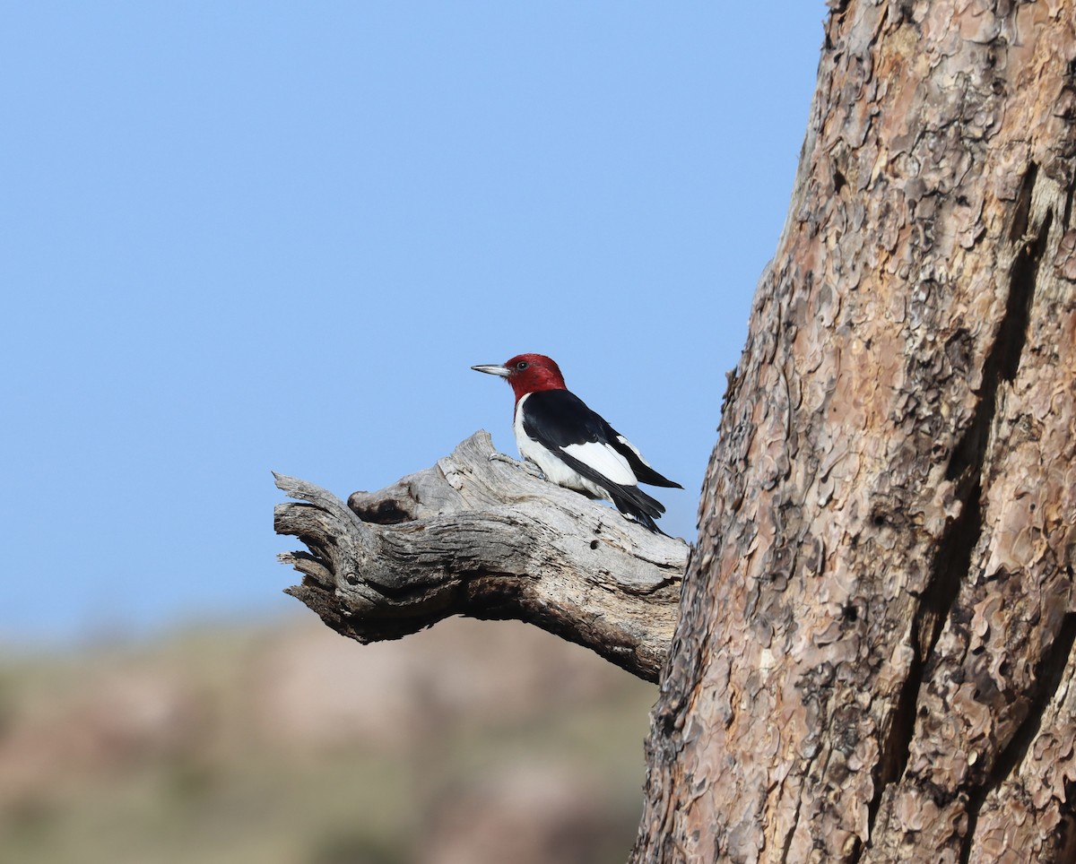 Red-headed Woodpecker - ML606148271
