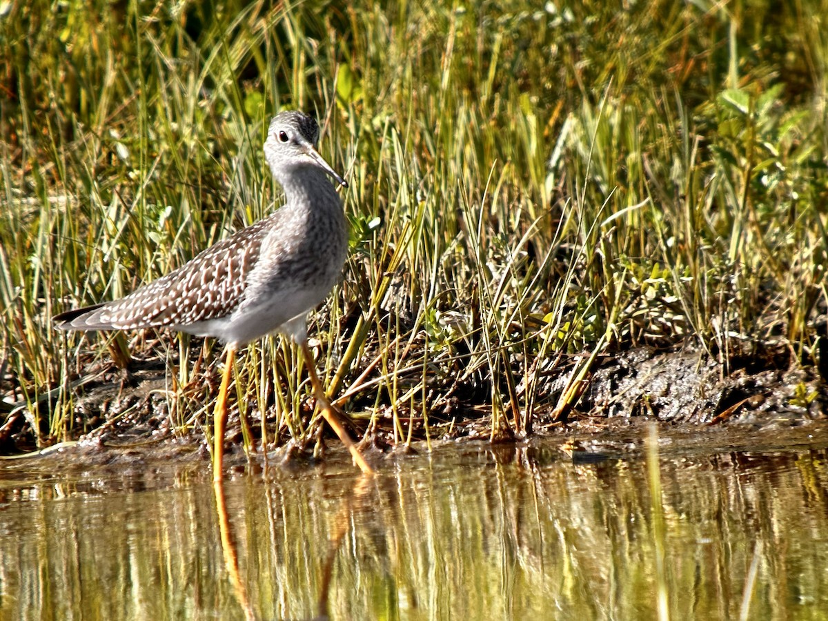 Lesser Yellowlegs - ML606148711