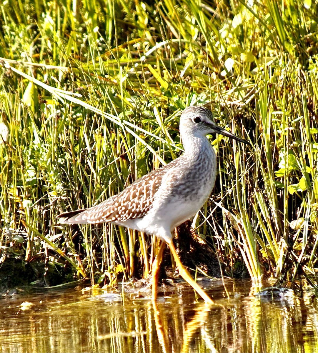 Lesser Yellowlegs - ML606148721