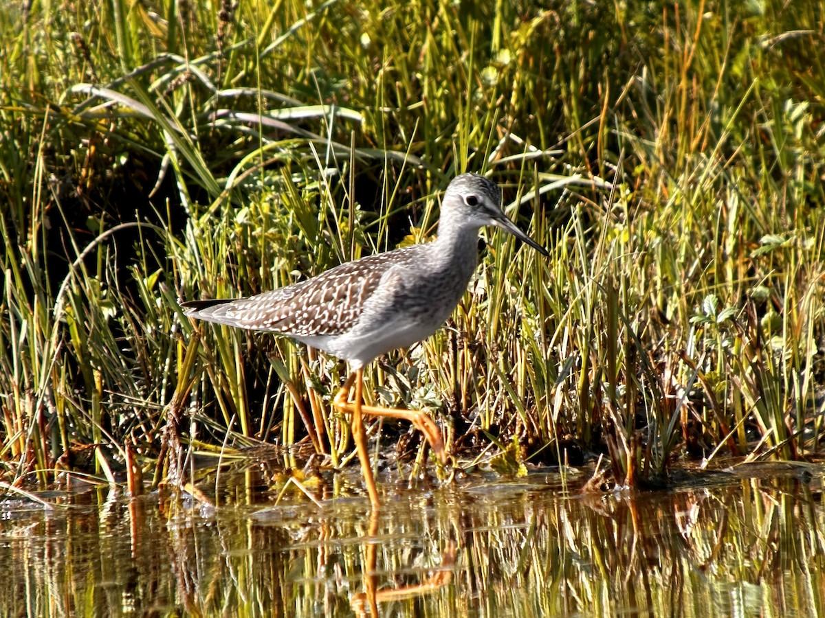 Lesser Yellowlegs - ML606148741