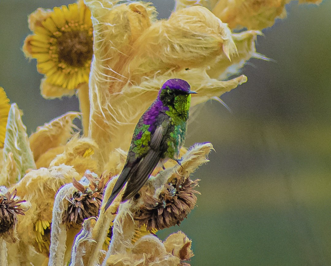 Purple-backed Thornbill - ML606149881