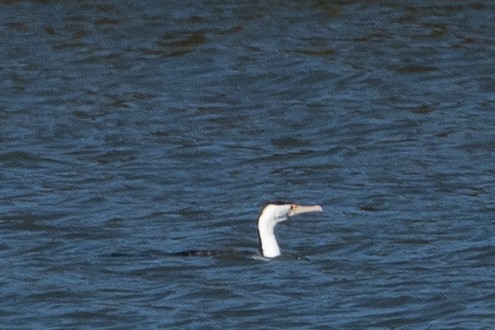 Pied Cormorant - ML606150471