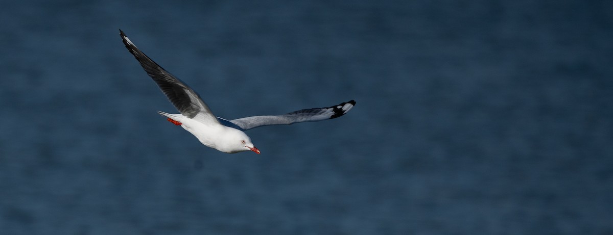 Silver Gull - ML606150481