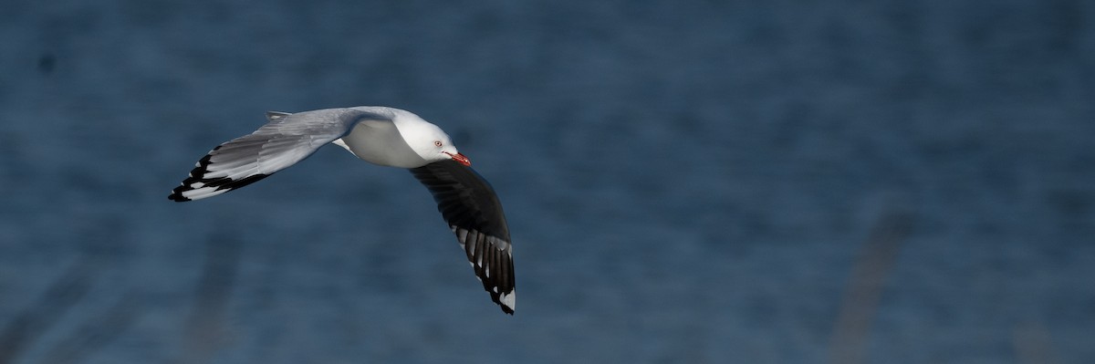 Silver Gull - ML606150491