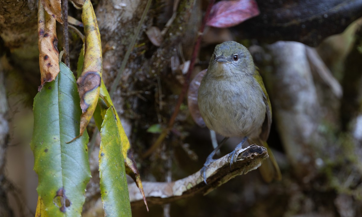 Green-tailed Warbler - ML606151231