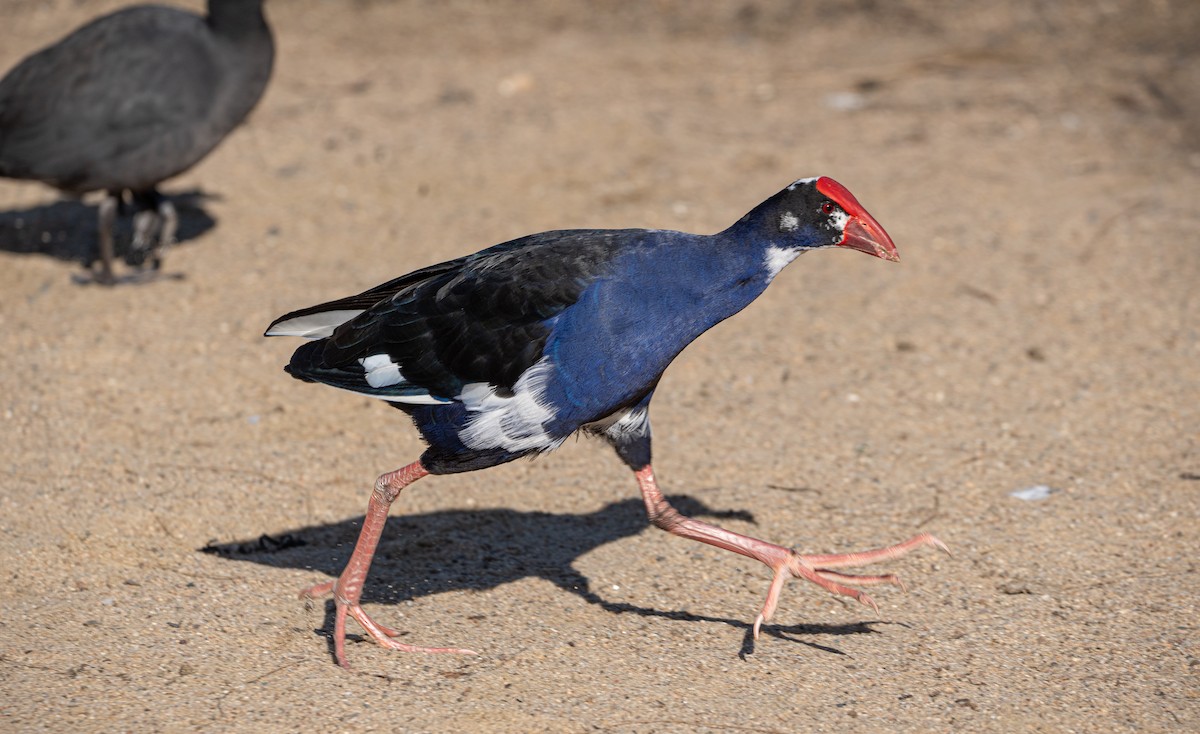 Australasian Swamphen - ML606151391