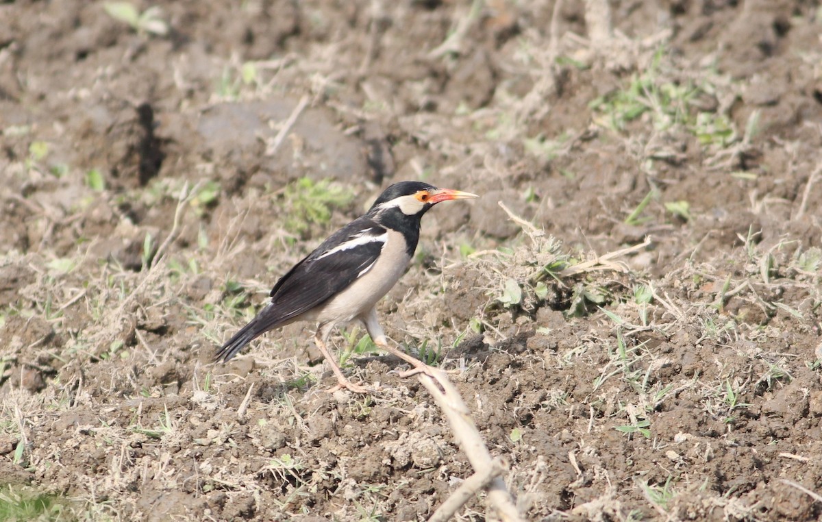 Indian Pied Starling - ML606151451