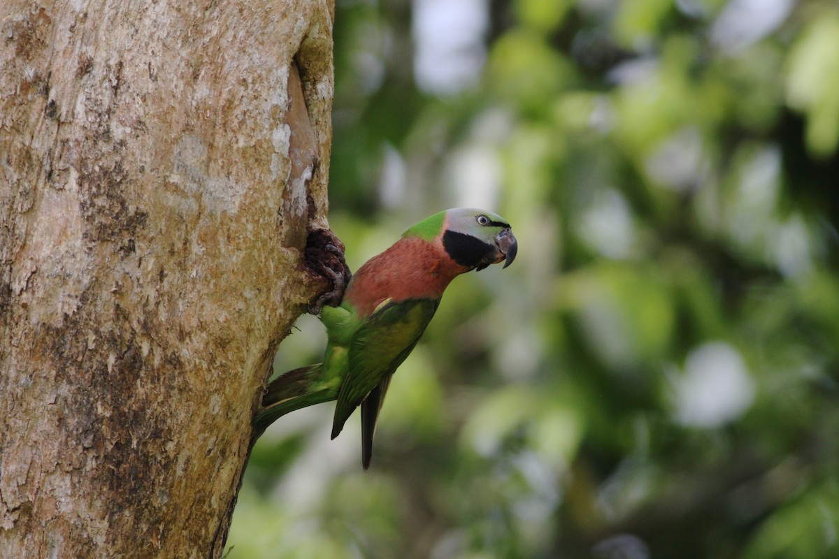 Red-breasted Parakeet - ML606152201