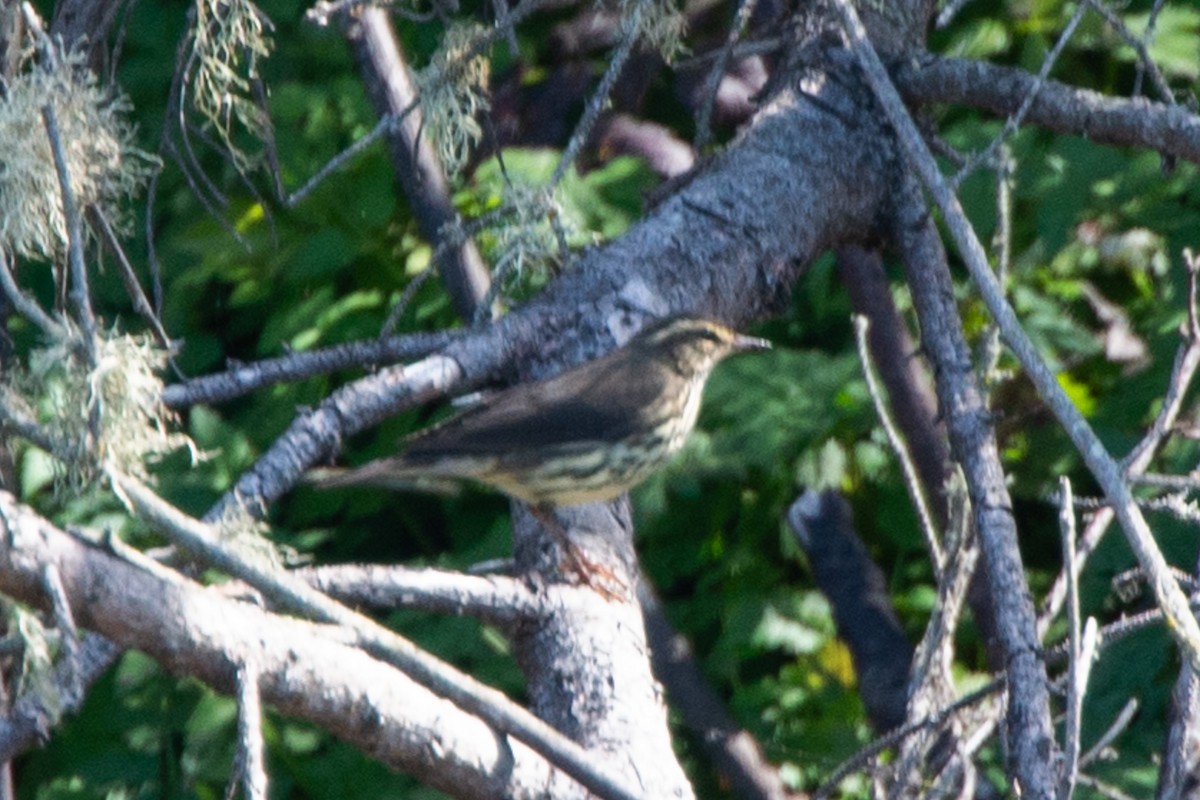 Northern Waterthrush - ML606152941