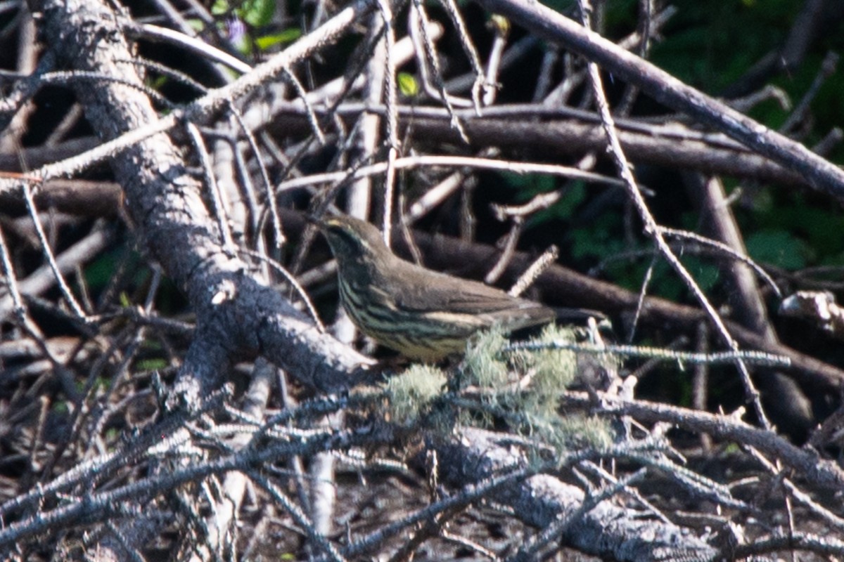 Northern Waterthrush - ML606152951