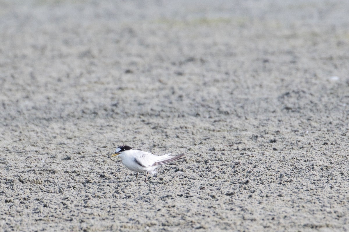 Saunders's Tern - ashish  mahajan