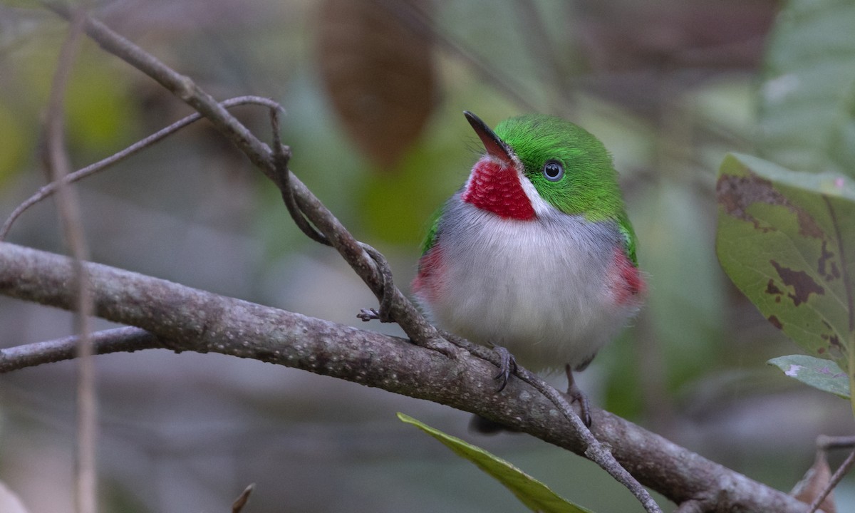 Narrow-billed Tody - ML606153311