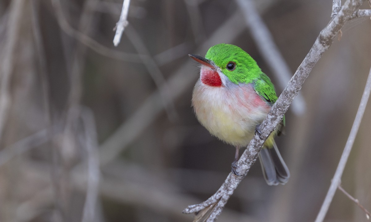 Broad-billed Tody - ML606153321