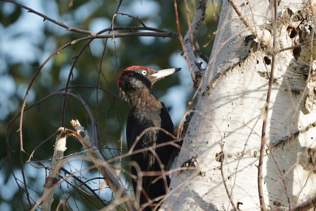 Black Woodpecker - Jiahua Xing