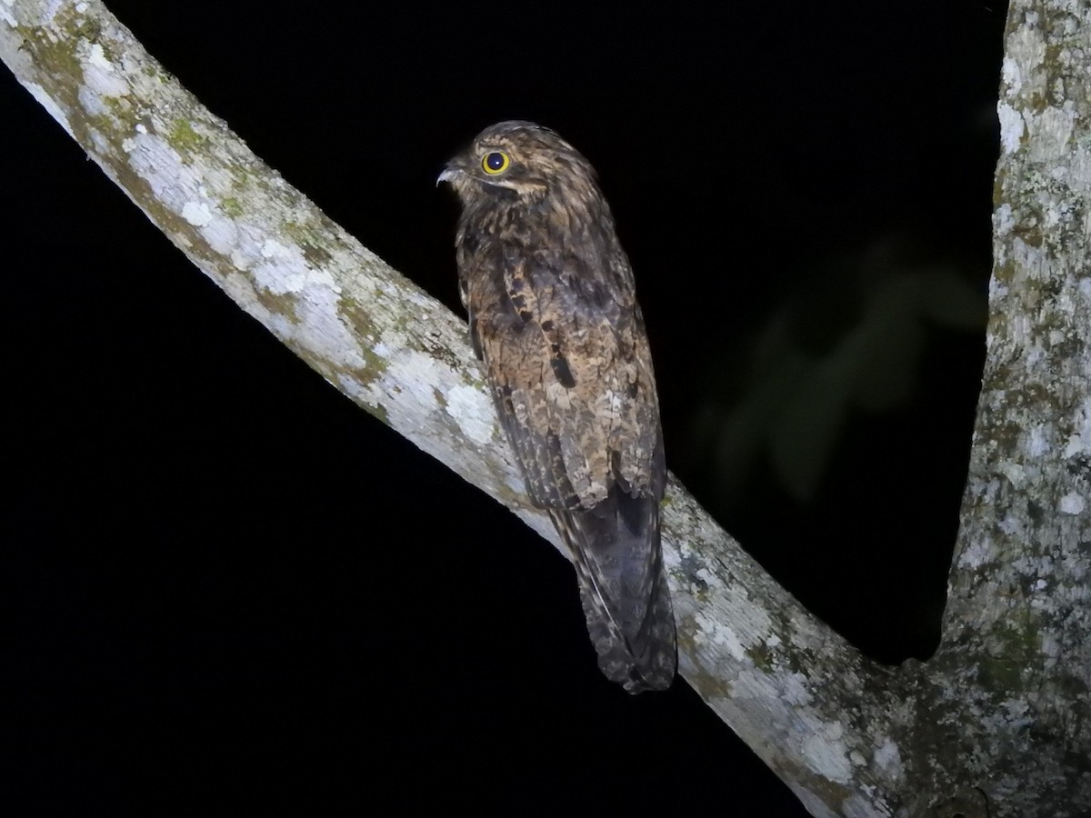 Common Potoo - ML606153731