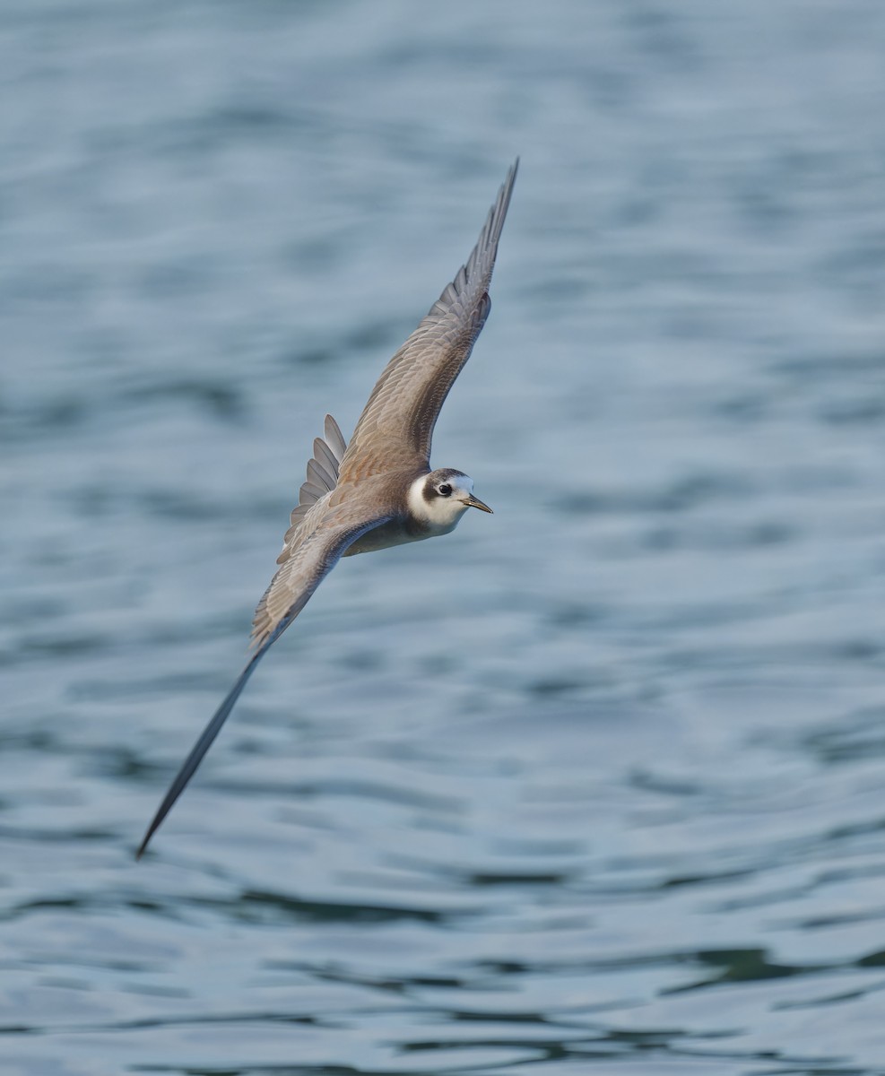 Black Tern - Harlan Stewart