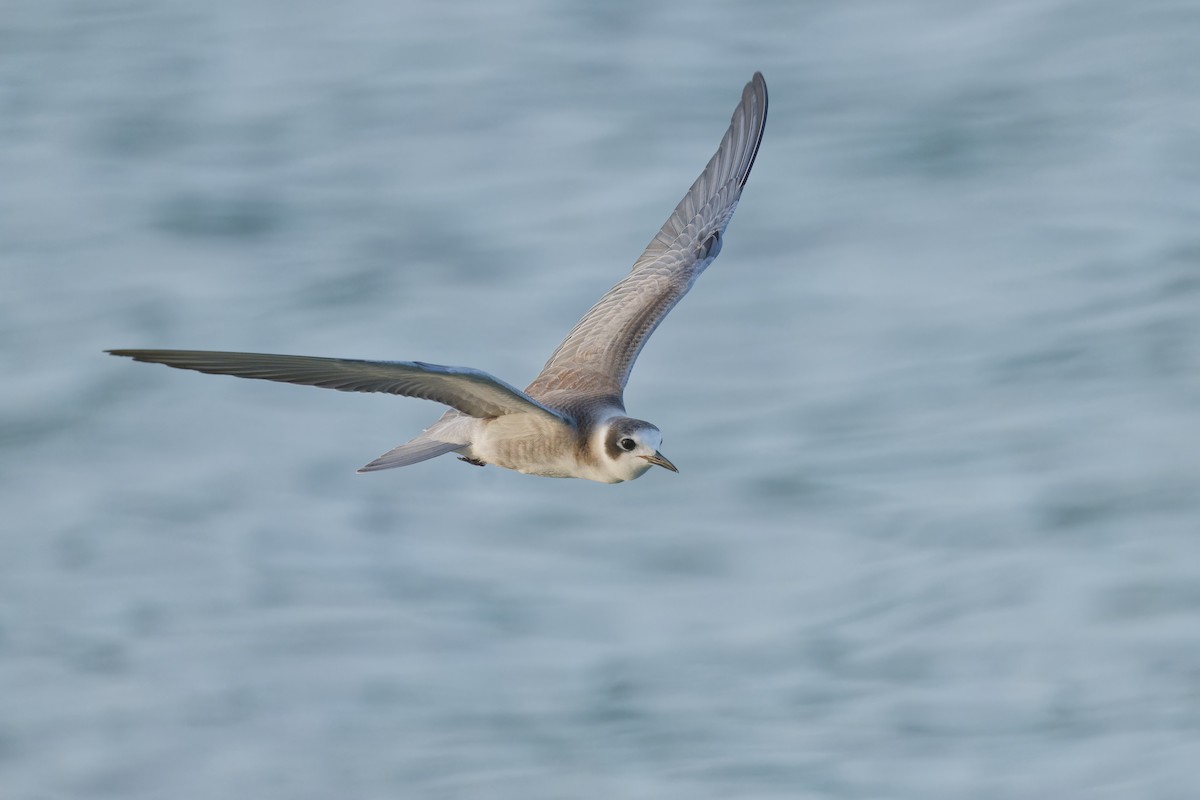 Black Tern - ML606154461