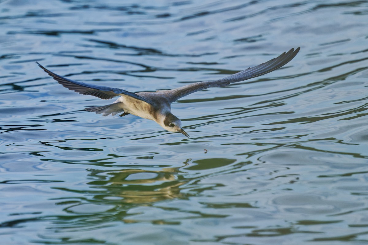 Black Tern - ML606154471