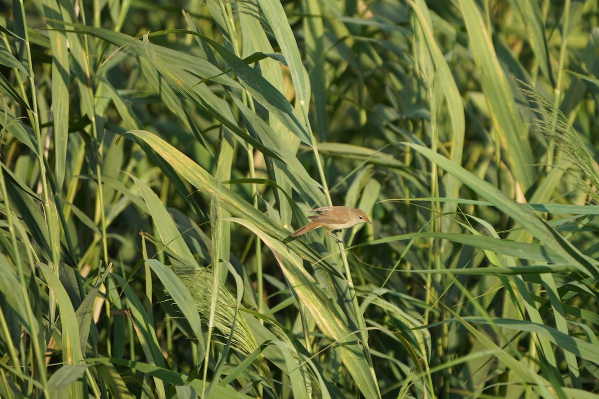 Great Reed Warbler - Jiahua Xing