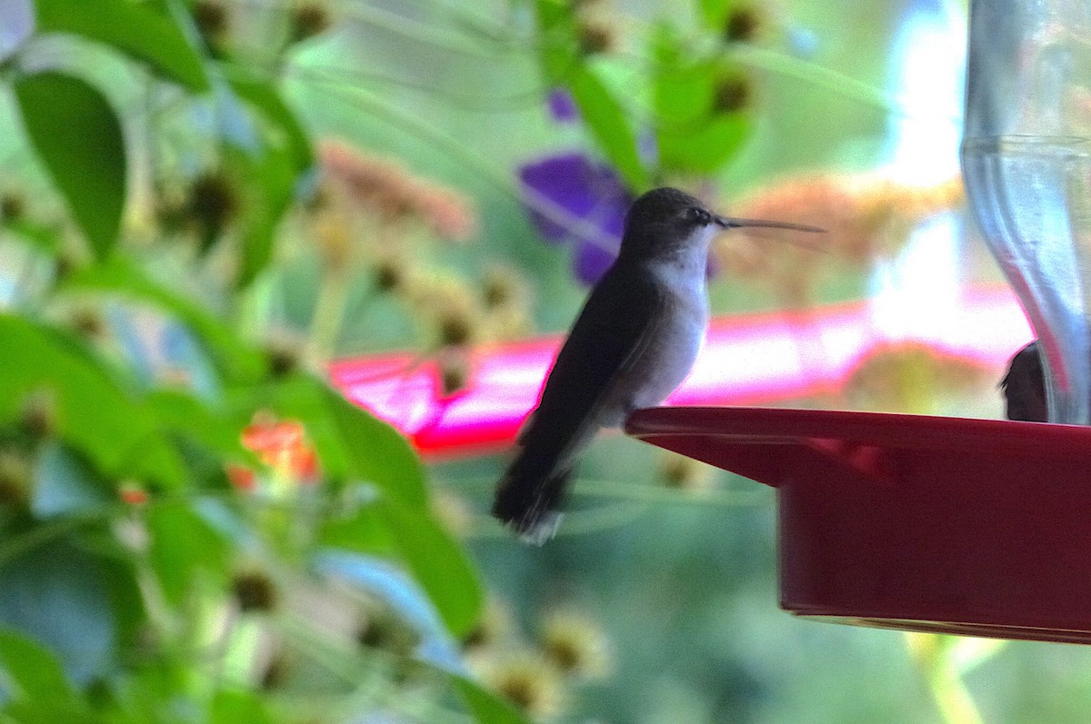 Black-chinned Hummingbird - ML606154991