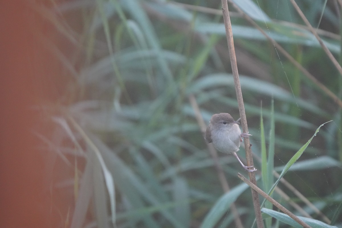 Common Reed Warbler - Jiahua Xing