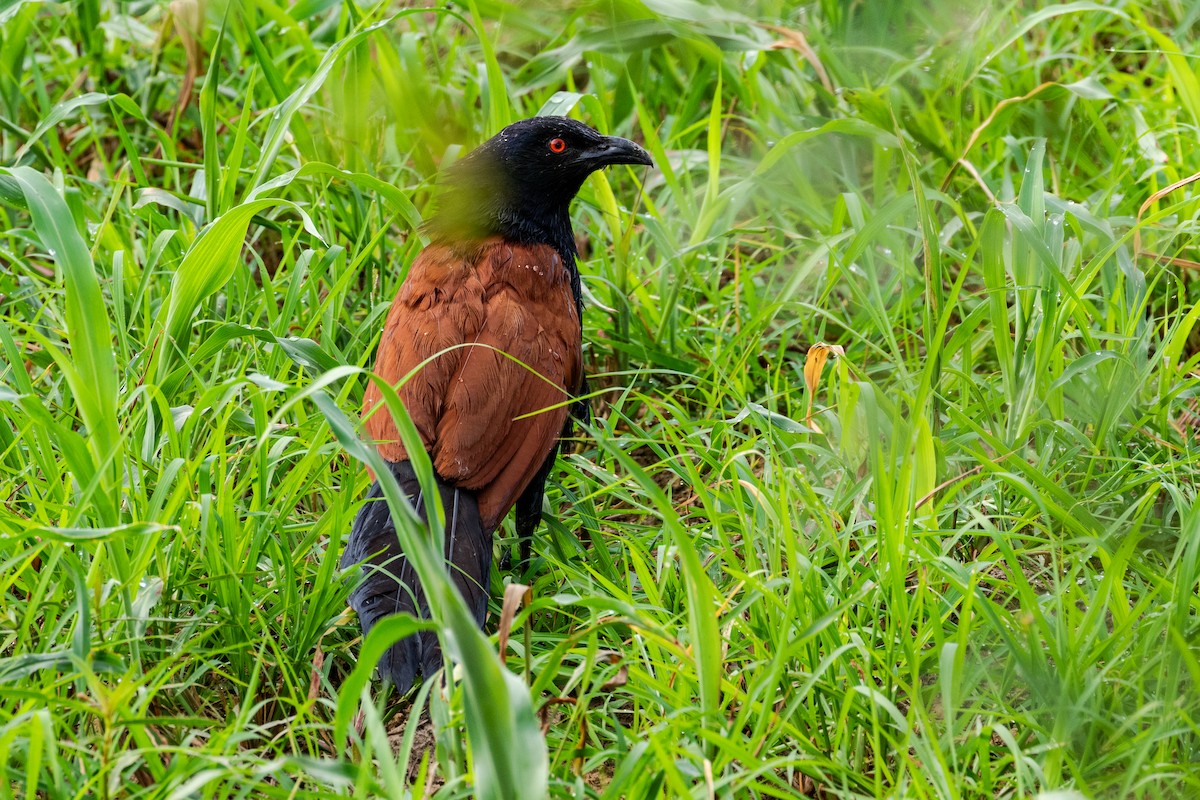 Greater Coucal - ML606157531