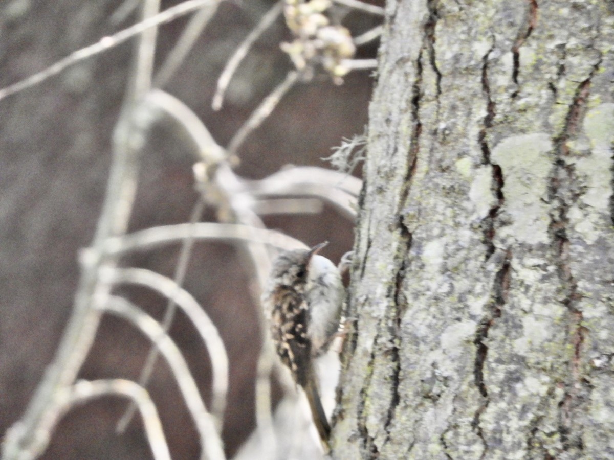 Brown Creeper - ML606158401