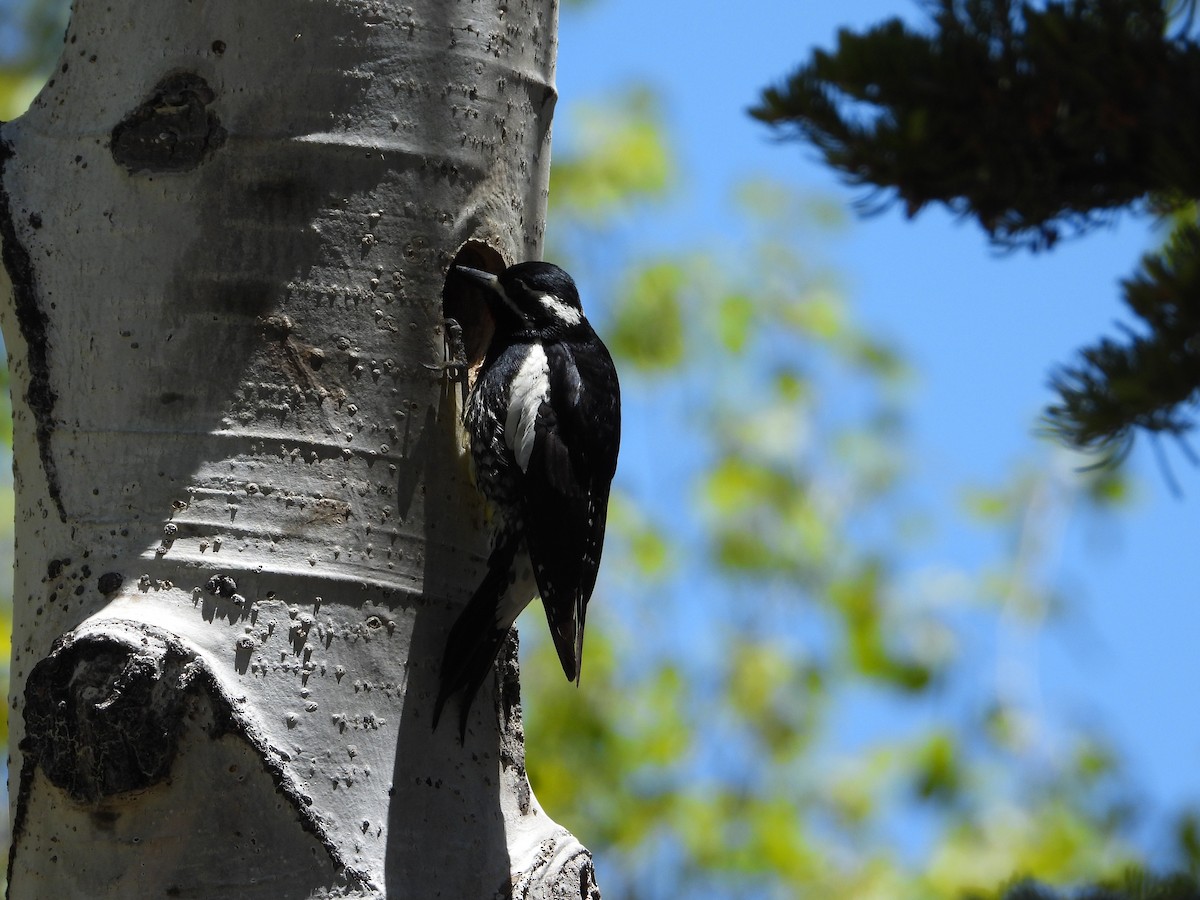 Williamson's Sapsucker - ML606158451