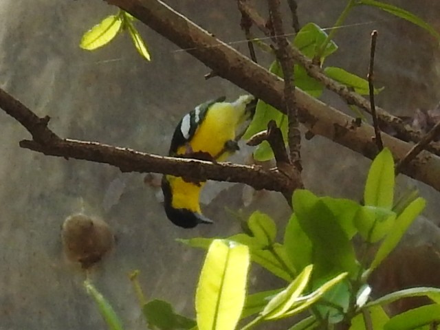 Common Iora - ML60615921