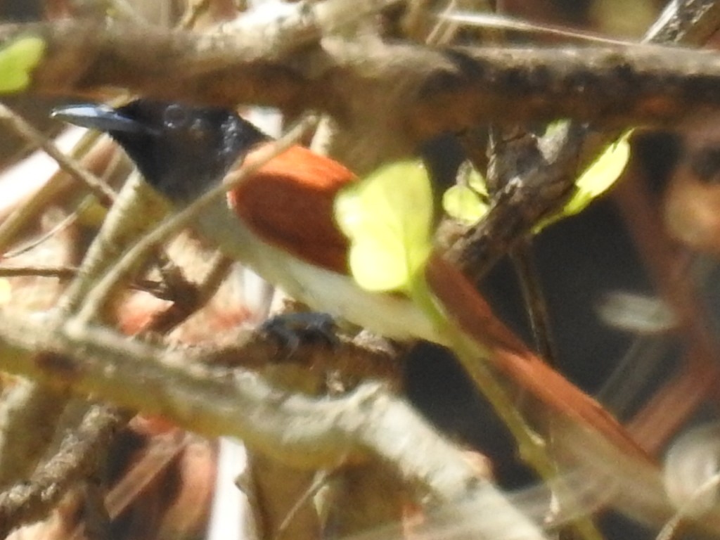 Indian Paradise-Flycatcher - Anil tripathi