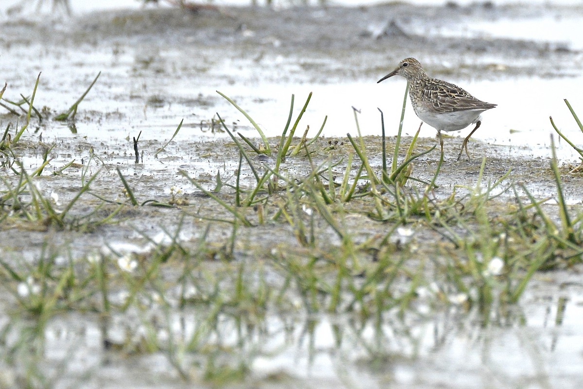 Pectoral Sandpiper - ML606159391