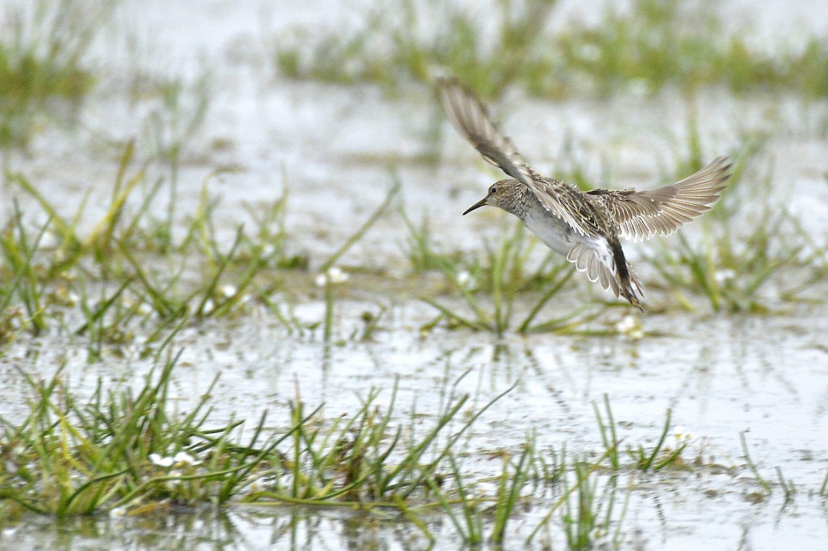 Pectoral Sandpiper - Asher  Warkentin