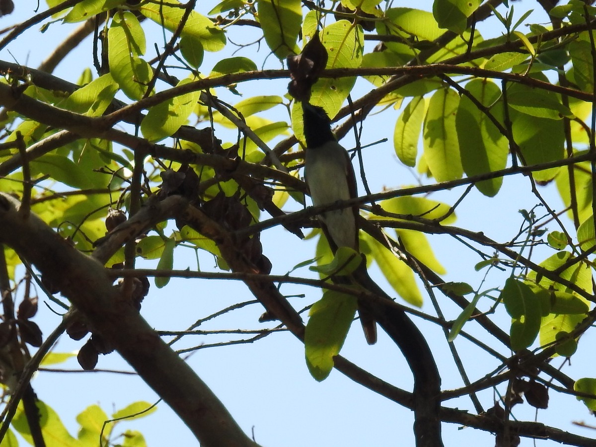 Indian Paradise-Flycatcher - ML60615941