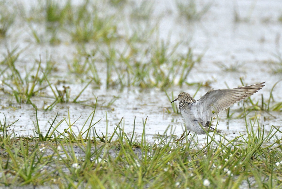 Pectoral Sandpiper - ML606159411