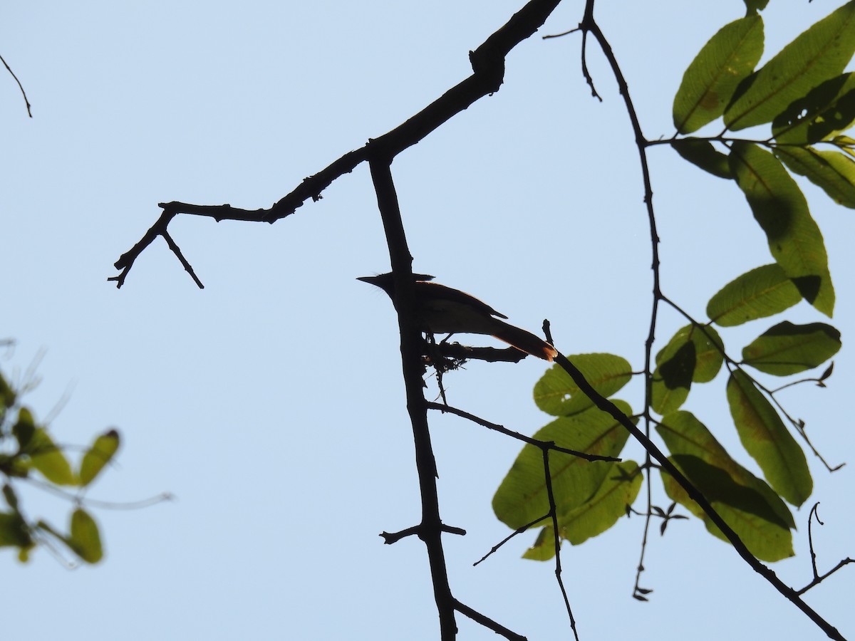 Indian Paradise-Flycatcher - ML60615951