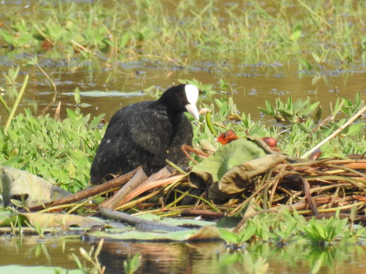 Eurasian Coot - Anil tripathi