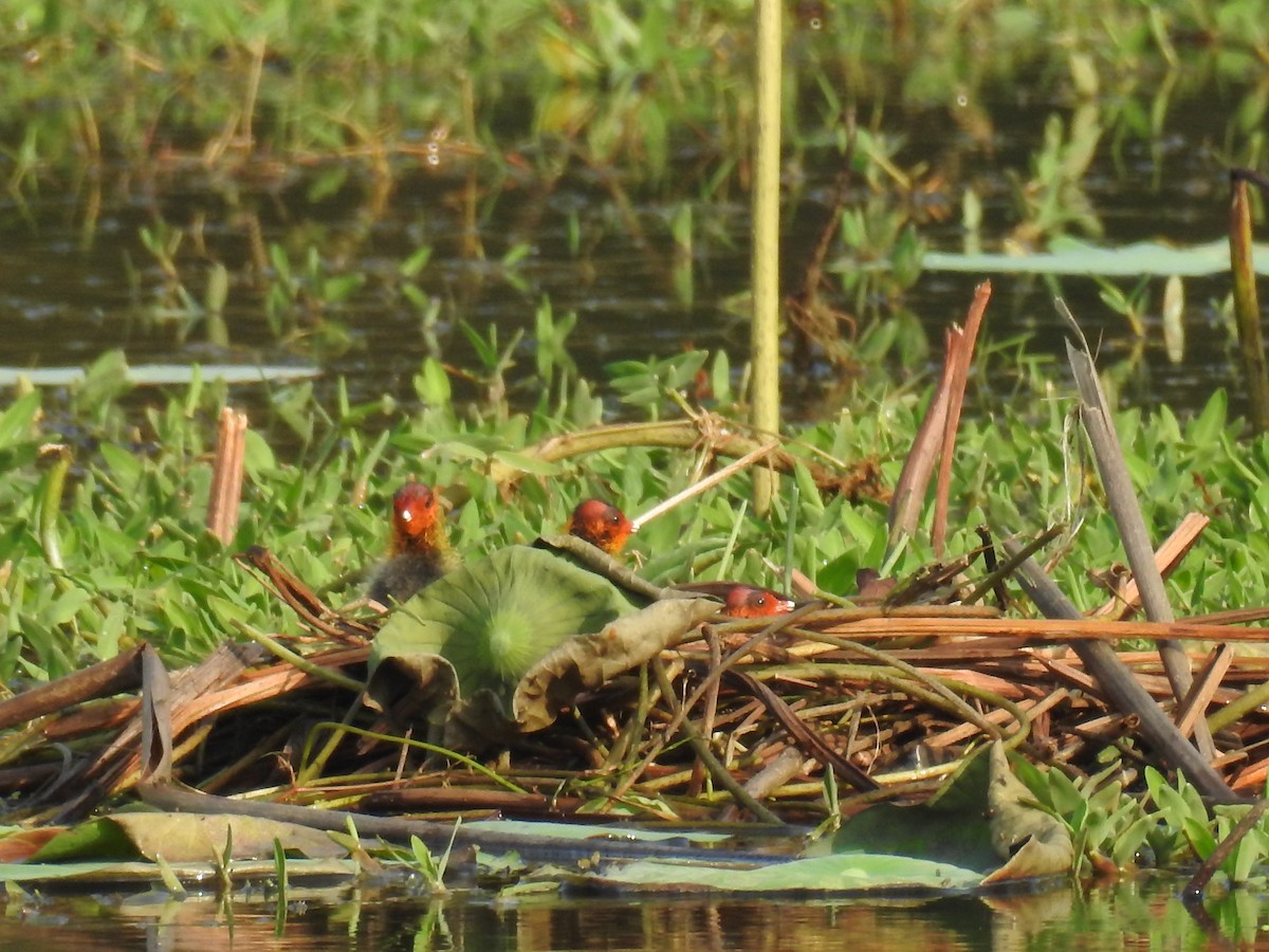 Eurasian Coot - ML60616001