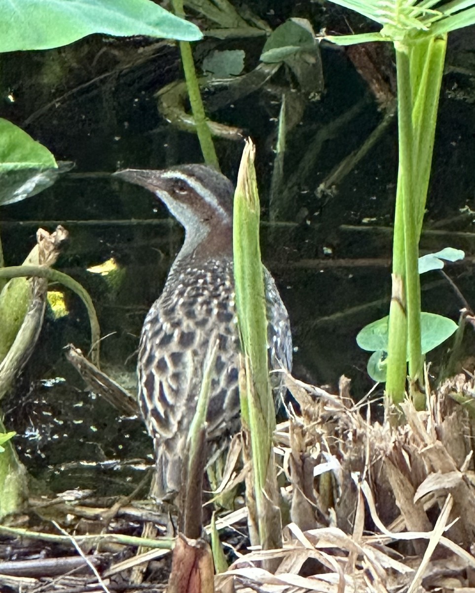 Buff-banded Rail - ML606160901