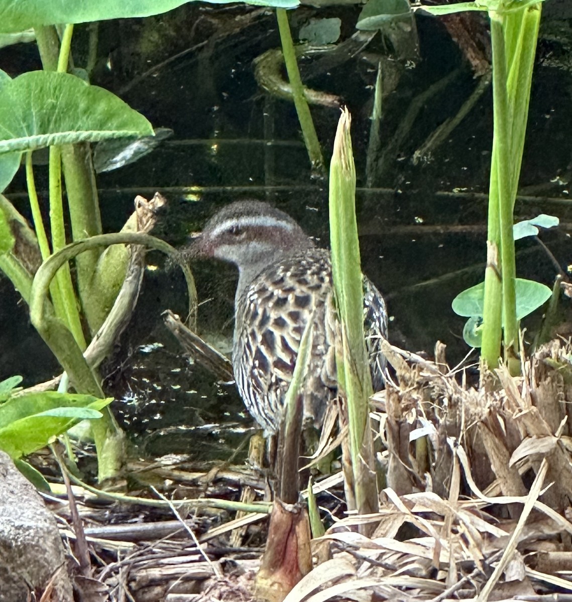 Buff-banded Rail - ML606160911