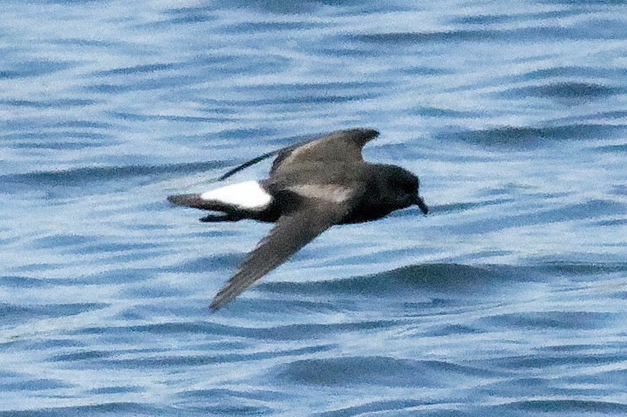 Wedge-rumped Storm-Petrel - Mike Huang