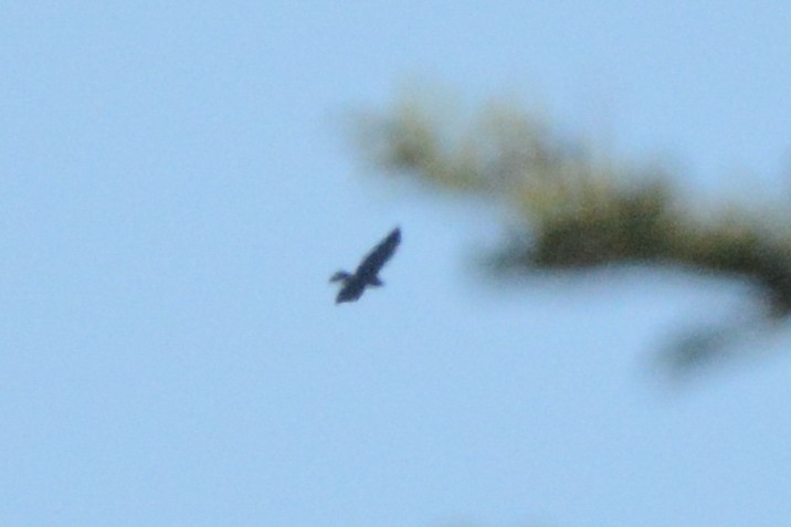 Swainson's Hawk - ML606161321