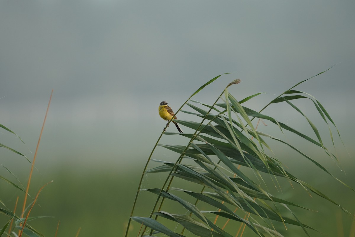 Western Yellow Wagtail (flava/beema) - Jiahua Xing