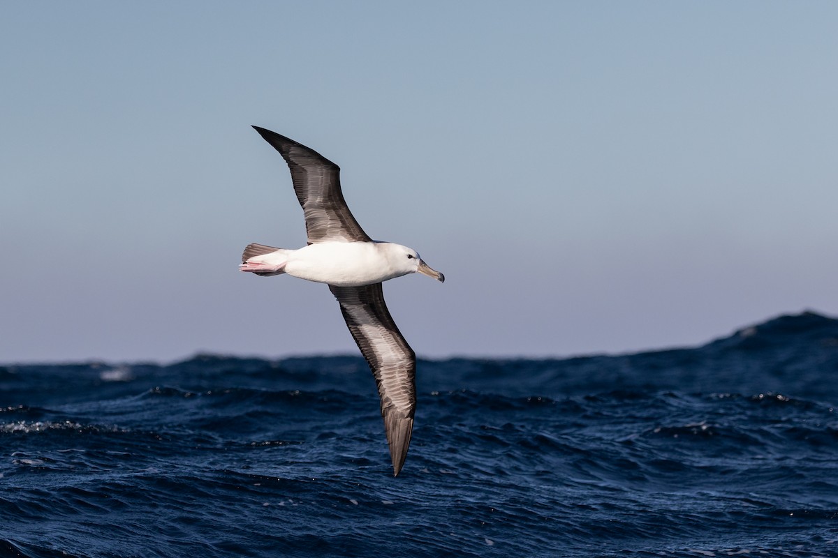 Black-browed Albatross (Black-browed) - James Bennett