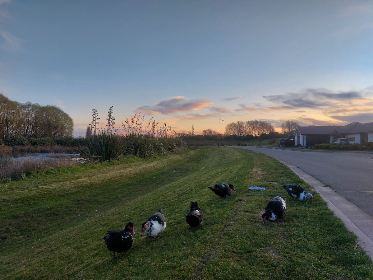 Muscovy Duck (Domestic type) - ML606161801