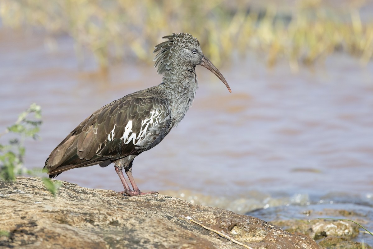 Ibis caronculé - ML606163041