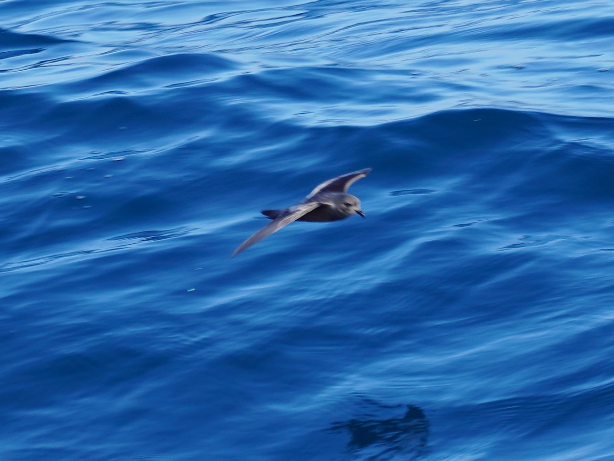 Ashy Storm-Petrel - ML606163351