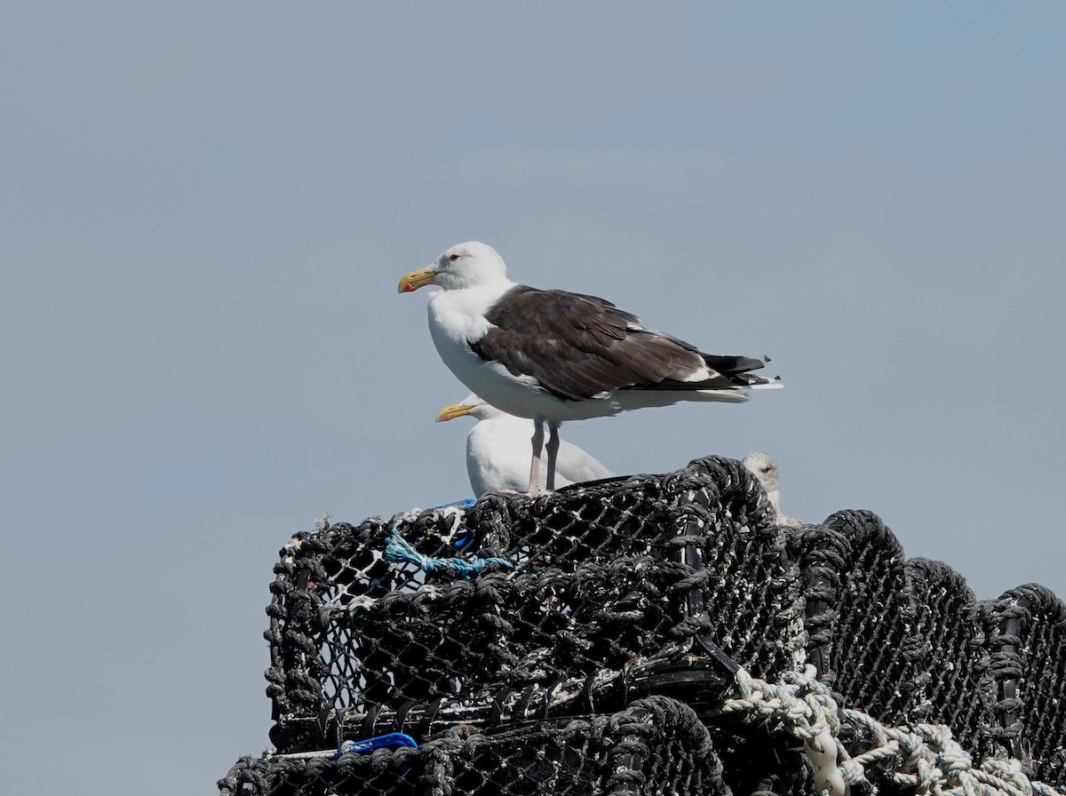 Great Black-backed Gull - ML606163501