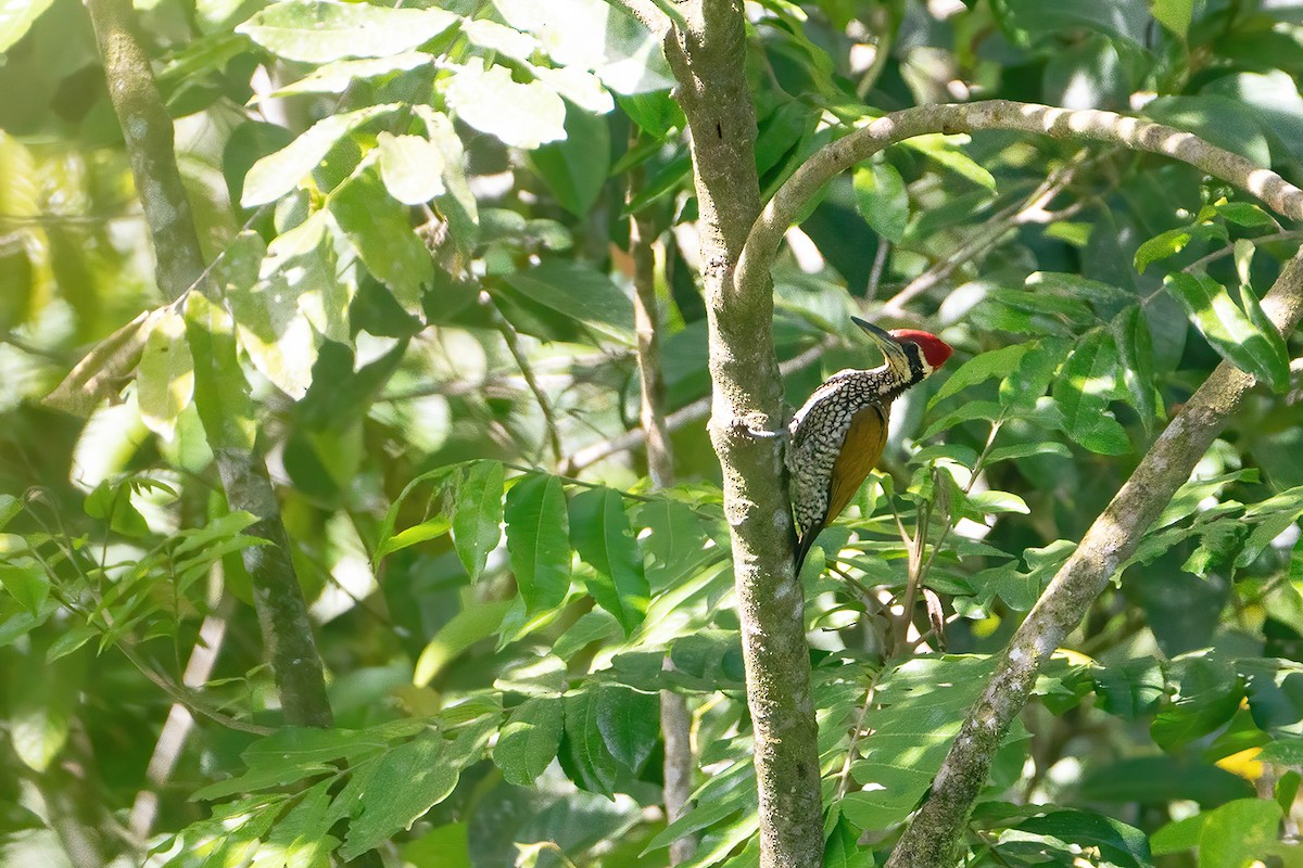 Javan Flameback - ML606163571