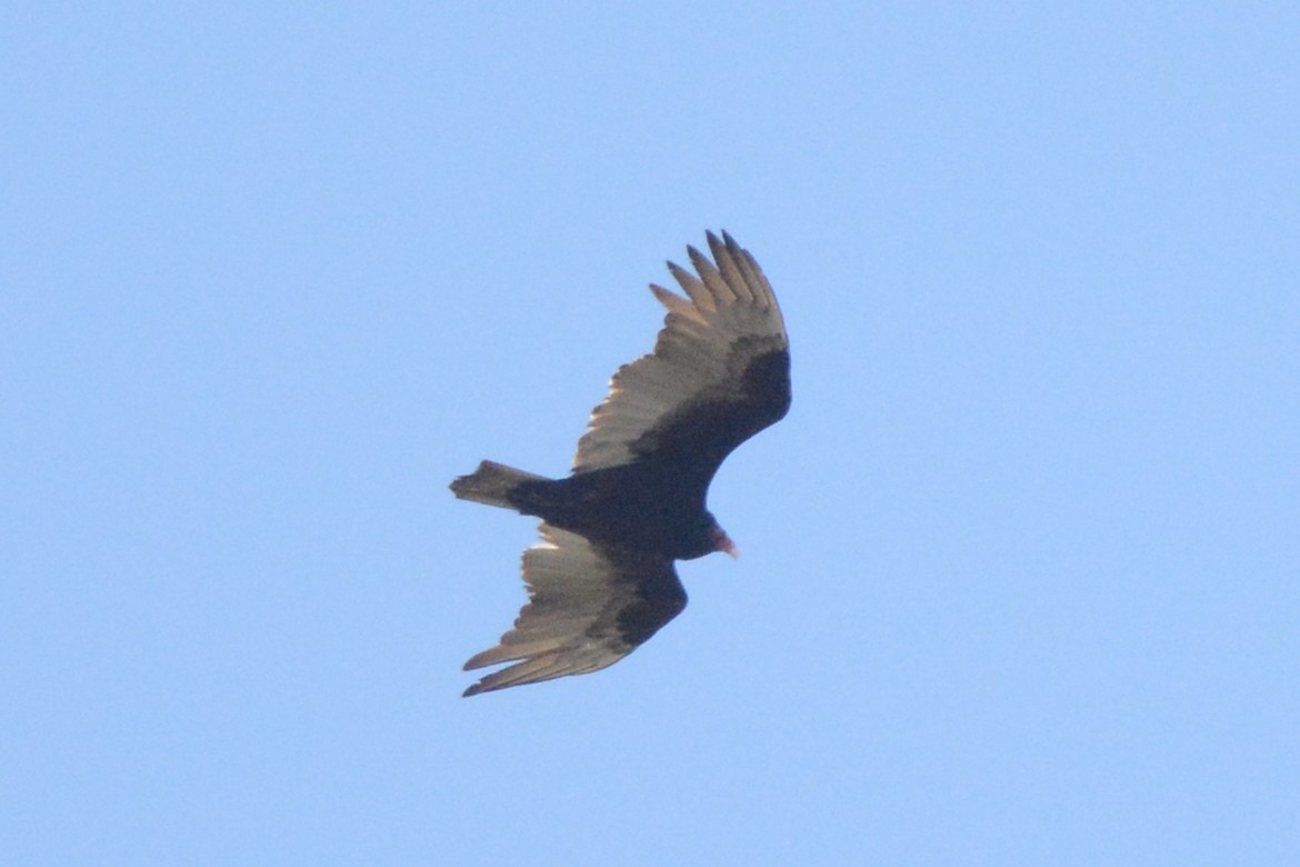 Turkey Vulture - ML606164351
