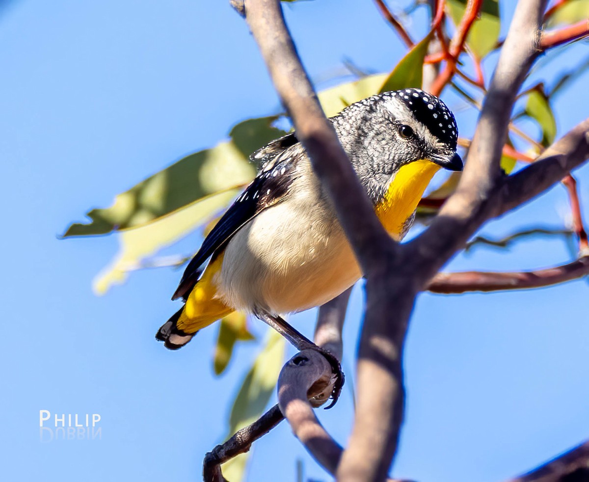 Spotted Pardalote - ML606164591